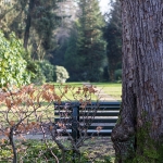 Friedhof / Canon EF 50mm f/1.8 STM / © Jörn Dohrendorf 2019