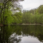 Weiher bei Nütschau / Canon EF-S 18-135mm f/3.5-5.6 IS USM / © Jörn Dohrendorf 2018