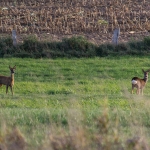 Rehe / Canon EF-S 55-250mm f/4-5.6 IS STM / © Jörn Dohrendorf 2018