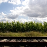 Maisfeld und Bahnschienen / Canon EF-S 18-135mm f/3.5-5.6 IS / © Jörn Dohrendorf 2017