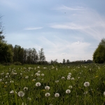 Wiese im Bestetal / Canon EF-S 18-135mm f/3.5-5.6 IS / © Jörn Dohrendorf 2017