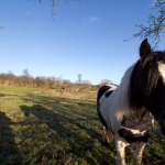 Pony / Canon EF-S 10-18mm f/4.5-5.6 IS STM / © Jörn Dohrendorf 2017