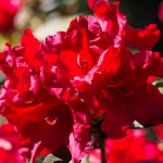 Blüten / Canon EF 50mm f/1.8 STM / © Jörn Dohrendorf 2018