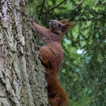 Eichhörnchen / Canon EF-S 18-135mm f/3.5-5.6 IS USM / © Jörn Dohrendorf 2018