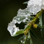 Eis am Zweig / Canon EF-S 18-135mm f/3.5-5.6 IS USM / © Jörn Dohrendorf 2019