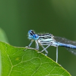 Federlibelle / Canon EF-S 55-250mm f/4-5.6 IS STM / © Jörn Dohrendorf 2018