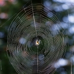 Kreuzspinne / Canon EF-S 18-135mm f/3.5-5.6 IS USM / © Jörn Dohrendorf 2018