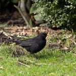 Amsel / Canon EF-S 55-250mm f/4-5.6 IS STM / © Jörn Dohrendorf 2018