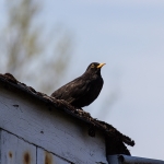 Amsel / Canon EF-S 55-250mm f/4-5.6 IS STM / © Jörn Dohrendorf 2018