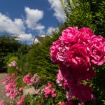 Blumen / Canon EF-S 10-18mm f/4.5-5.6 IS STM / © Jörn Dohrendorf 2018