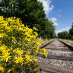 Blumen / Canon EF-S 10-18mm f/4.5-5.6 IS STM / © Jörn Dohrendorf 2018