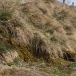 Gras / Canon EF-S 18-135mm f/3.5-5.6 IS USM / © Jörn Dohrendorf 2018