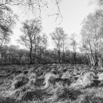 Nienwohlder Moor / Canon EF-S 10-18mm f/4.5-5.6 IS STM