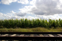 Bahnschienen und Mais / © Jörn Dohrendorf 2017
