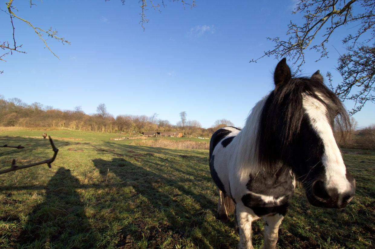 Pony / Canon EF-S 10-18mm 1:4.5-5.6 IS STM / © Jörn Dohrendorf 2017