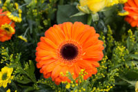 Blume / © Jörn Dohrendorf 2018