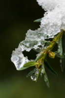 Eis am Zweig / © Jörn Dohrendorf 2019