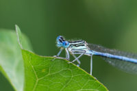 Federlibelle / © Jörn Dohrendorf 2018