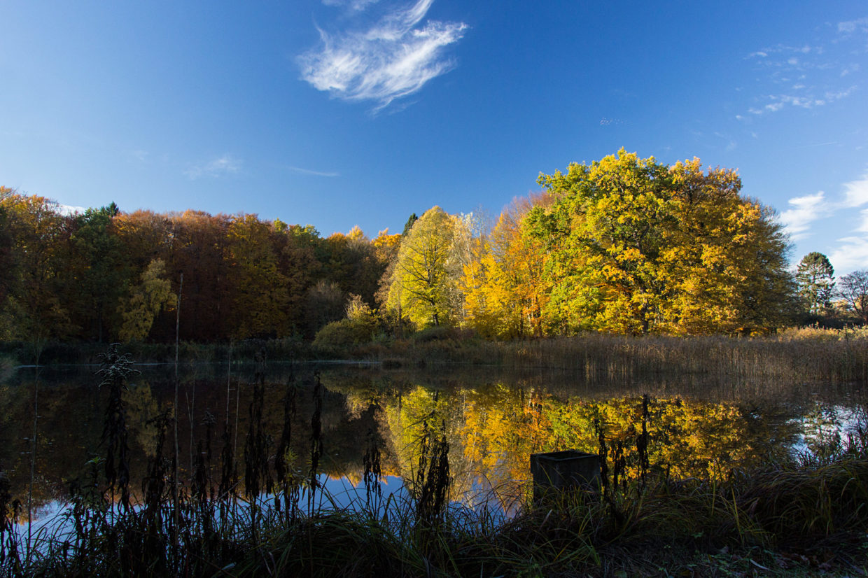 Fischteich in Grabau / © Jörn Dohrendorf 2018